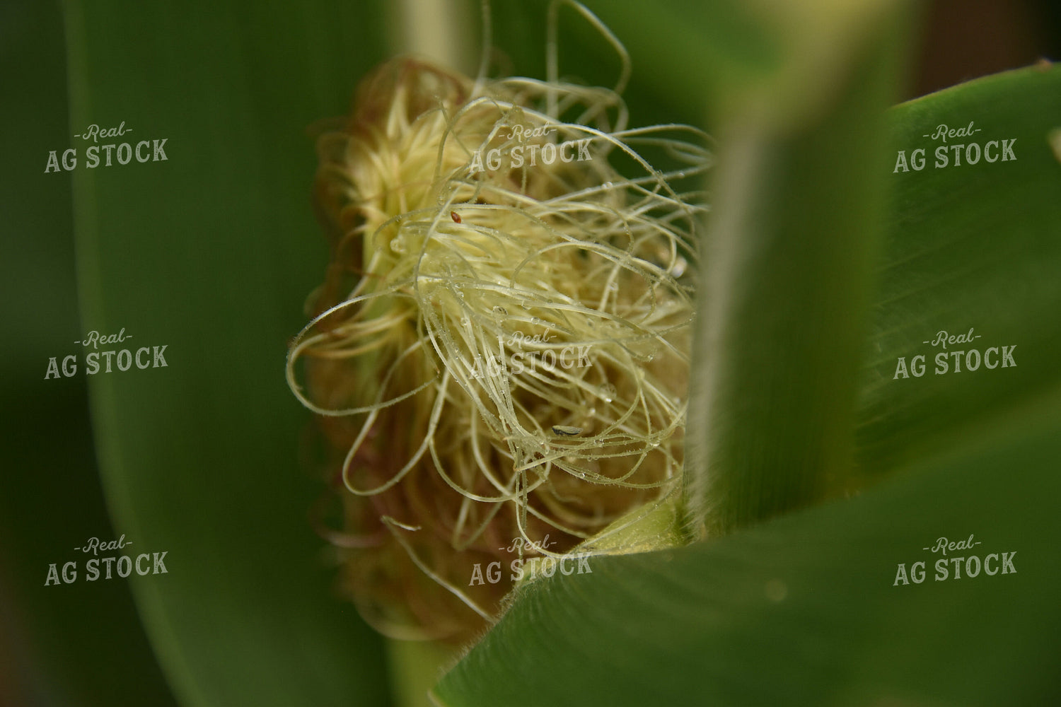 Up Close Corn Silk 84105