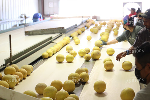 Processing Melons 102090