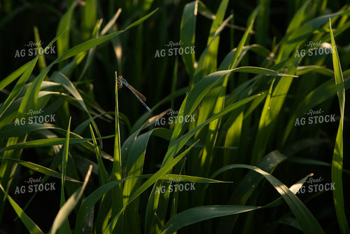 Dragonfly on Wheat 76065