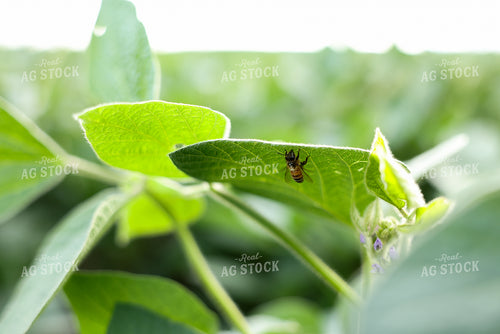 Bee on Soybean Leaf 178156