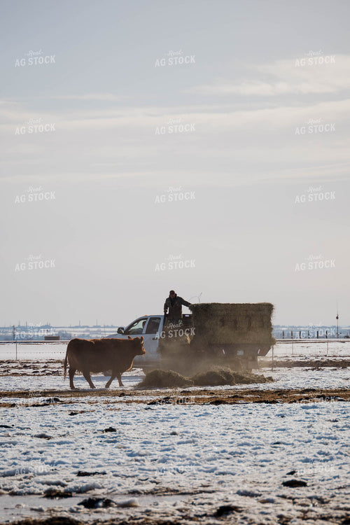 Angus Cow in Pasture 97120