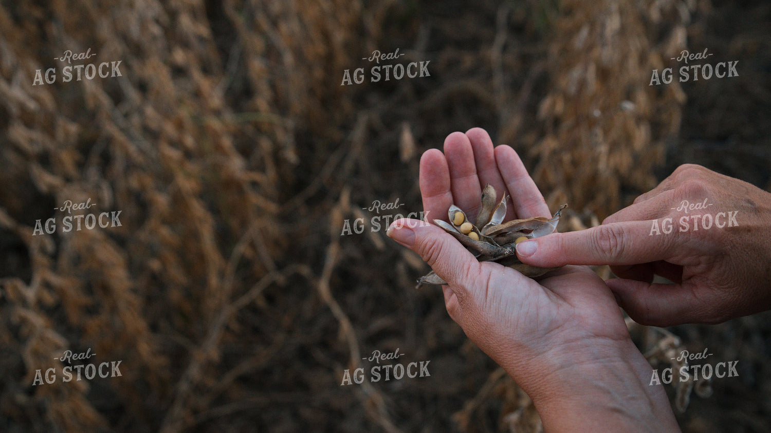 Checking Soybeans 26053