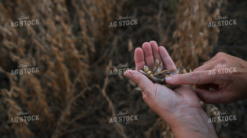 Checking Soybeans 26053