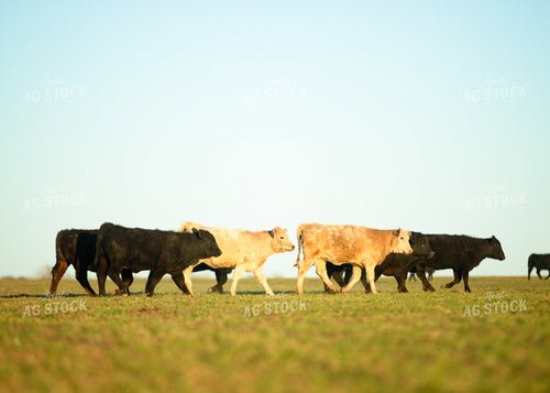 Cattle on Pasture 264050