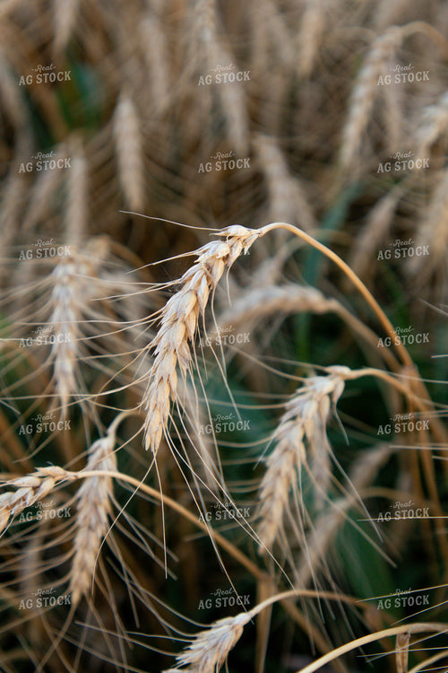 Golden Wheat Field at Sunset with Tree Silhouette 208015