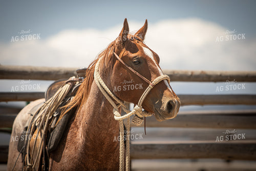 Training Colts 78248