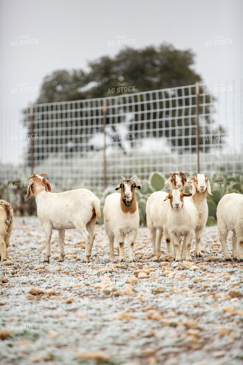 Goats 134075