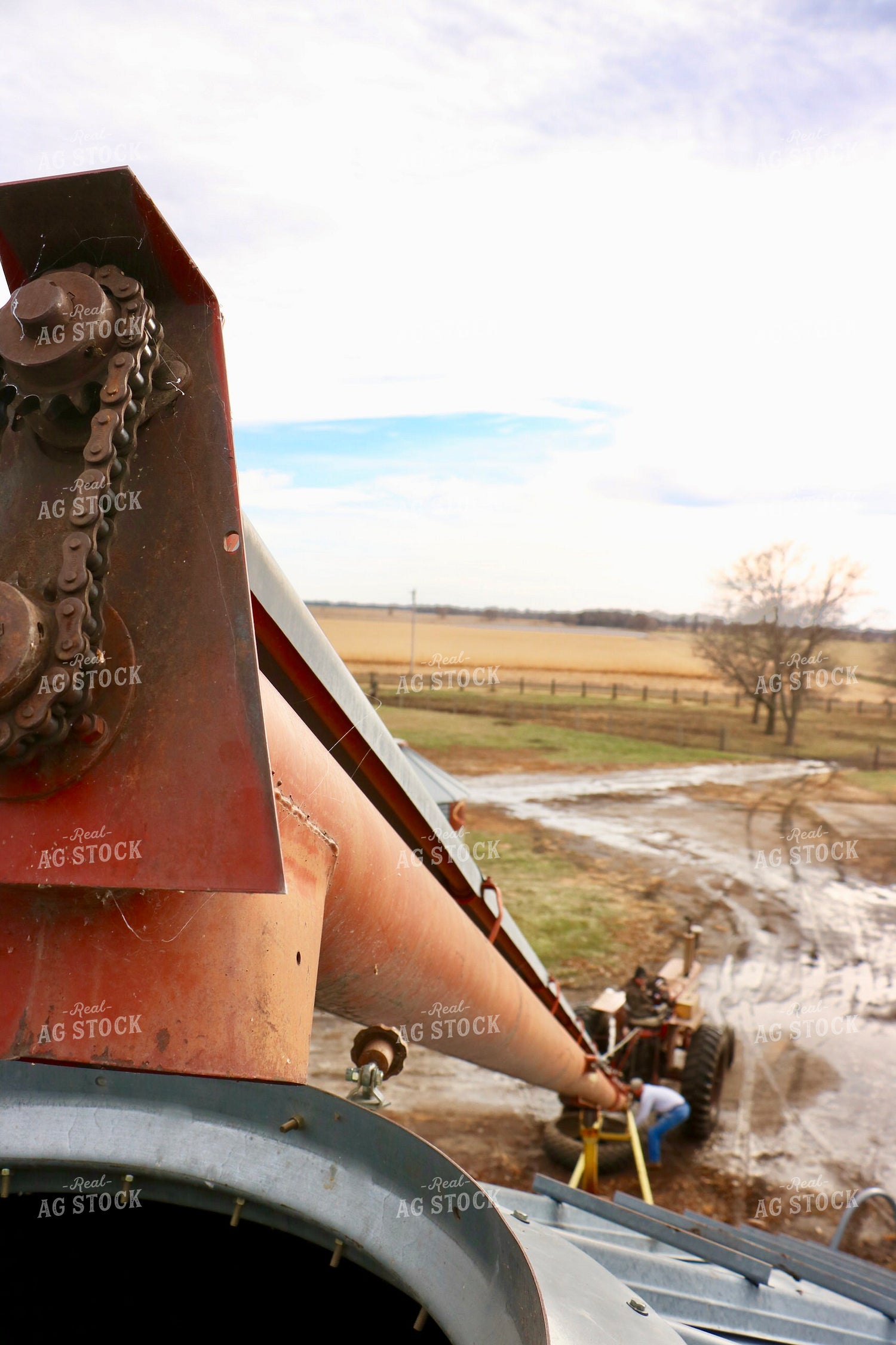 Farmers Setting Up Grain Auger 299285