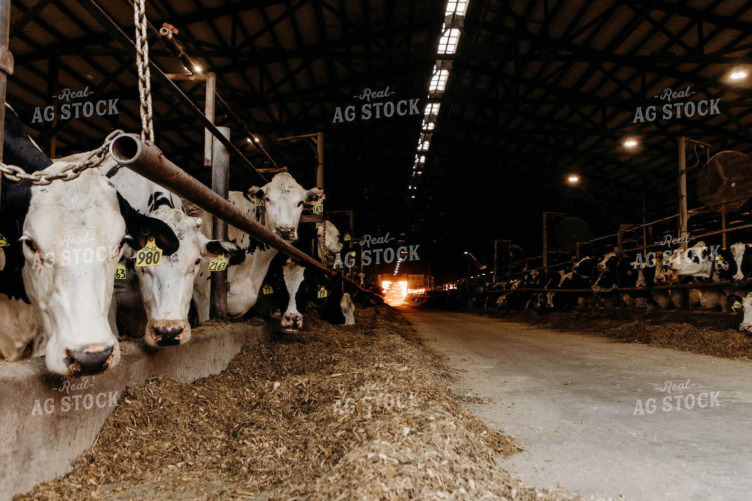 Holstein Cattle in Open Air Dairy Barn 152056