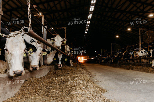 Holstein Cattle in Open Air Dairy Barn 152056