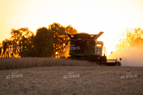 Soybean Harvest 157206