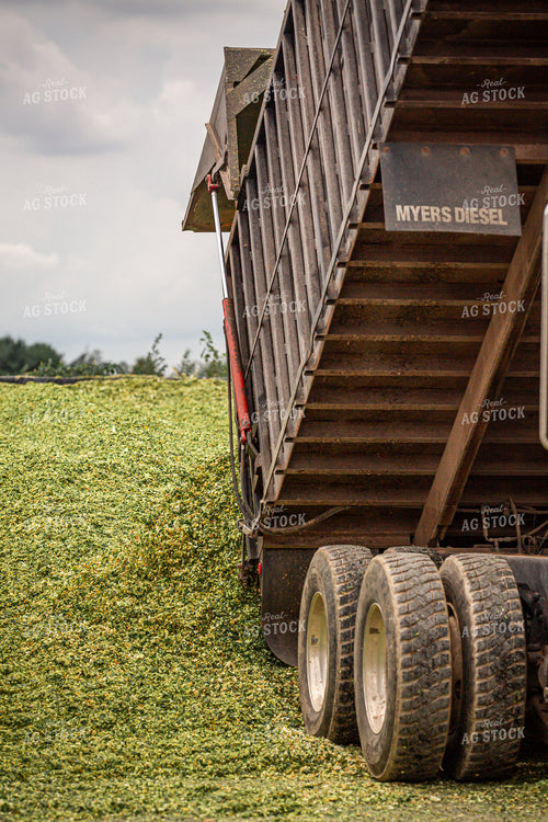 Storing Corn Silage 270606