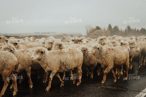 Sheep Crossing Road 83103