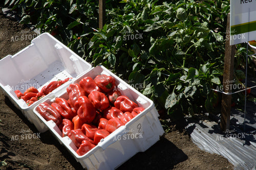 Red Peppers in Box 105066