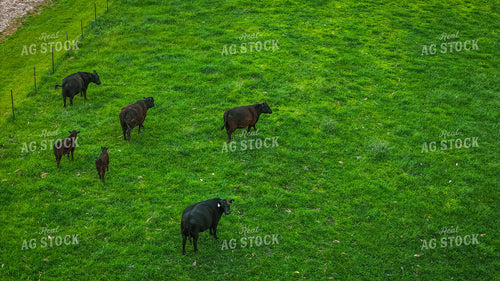 Aerial of Cattle on Pasture 191146