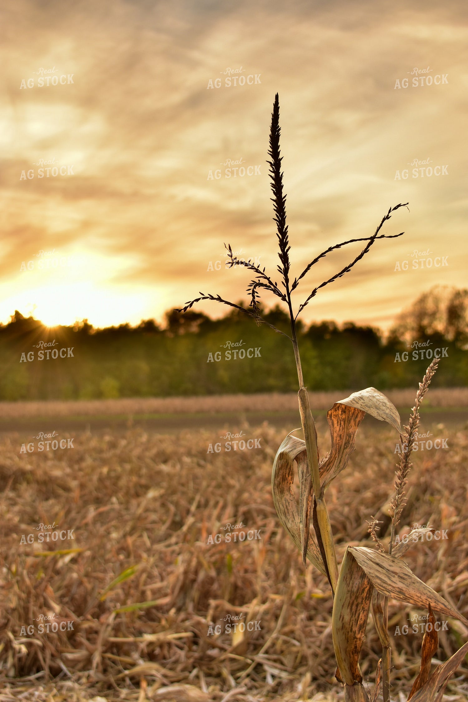 Dried Corn Field at Sunset 84049