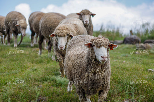 Sheep 261009