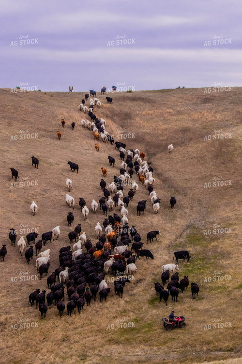 Moving Cattle Herd 299056