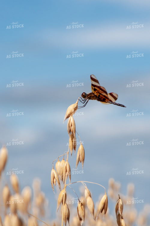 Dragonfly on Oats 76009