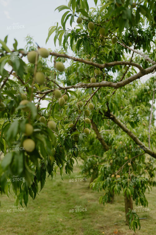 Young Peaches 125239