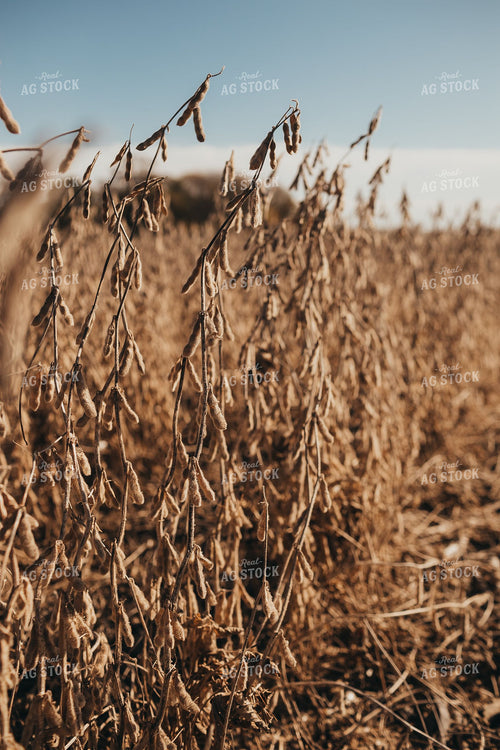 Dried Soybean Pods Ready for Harvest 400016
