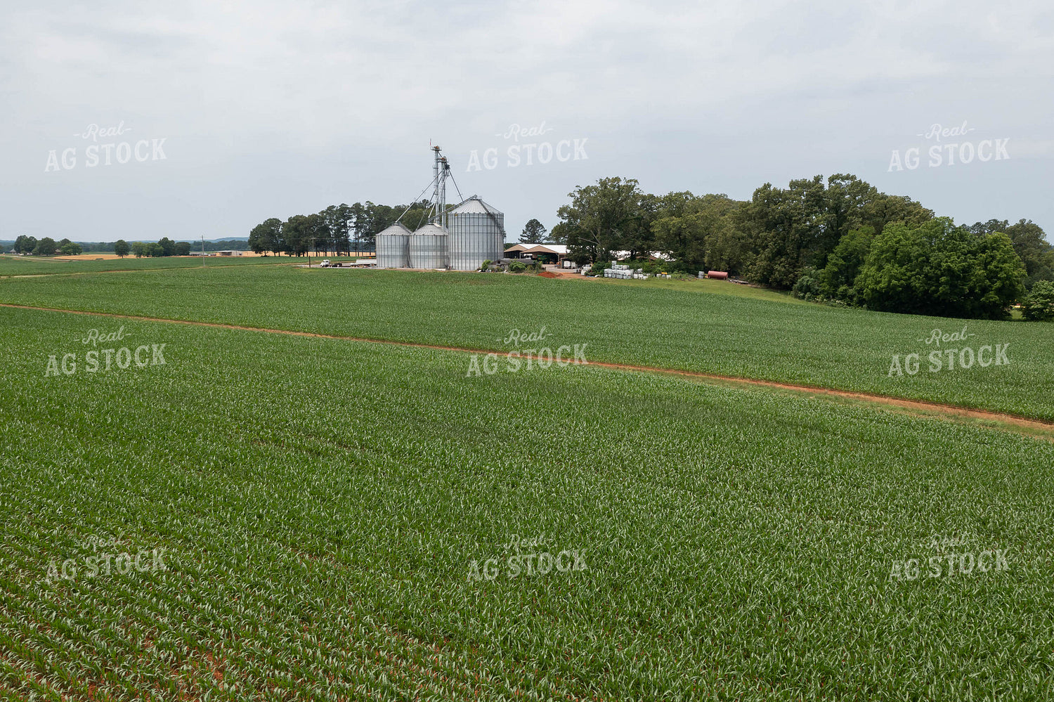 Midseason Corn Field with Grain Bins in Background 79307
