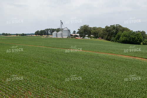 Midseason Corn Field with Grain Bins in Background 79307