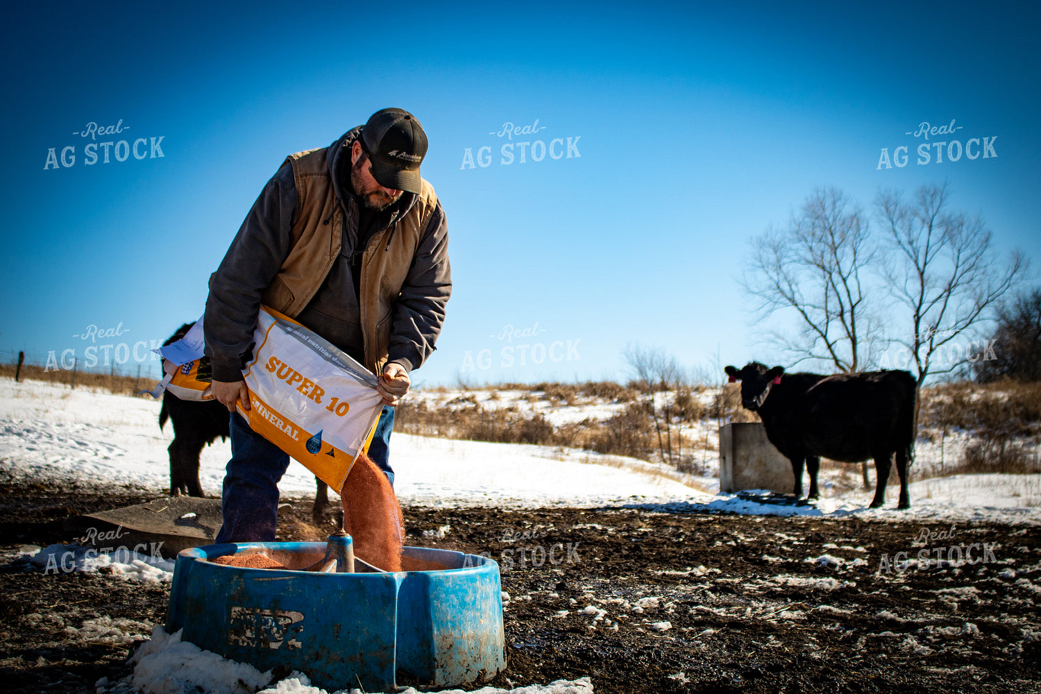 Pouring Mineral into Cattle Tub 214066