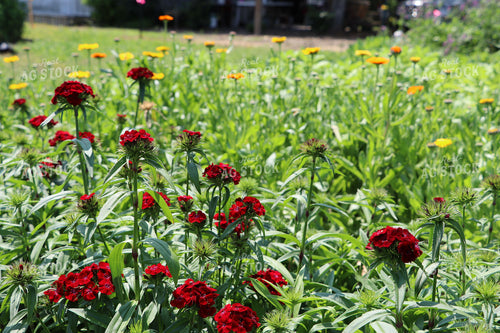 Flower Farm 201004