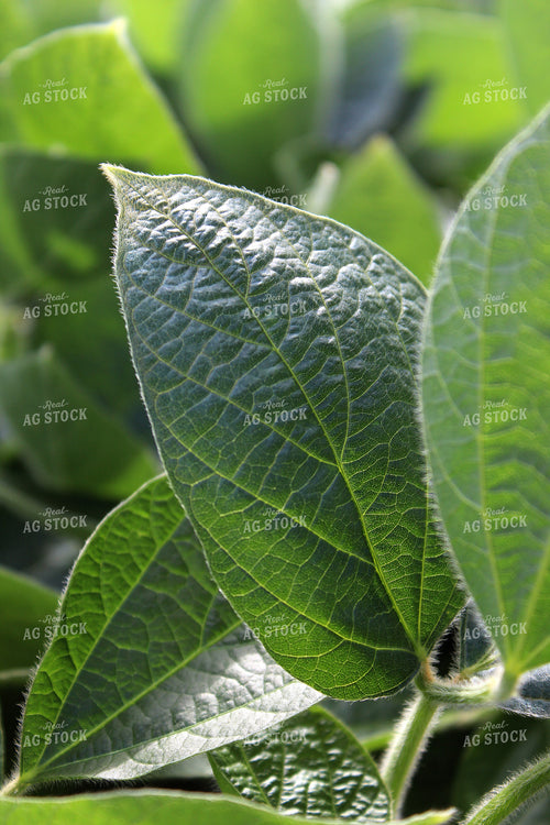 Soybean Leaf 141043