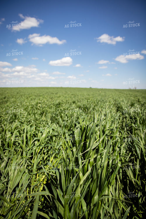 Cover Crops 67678