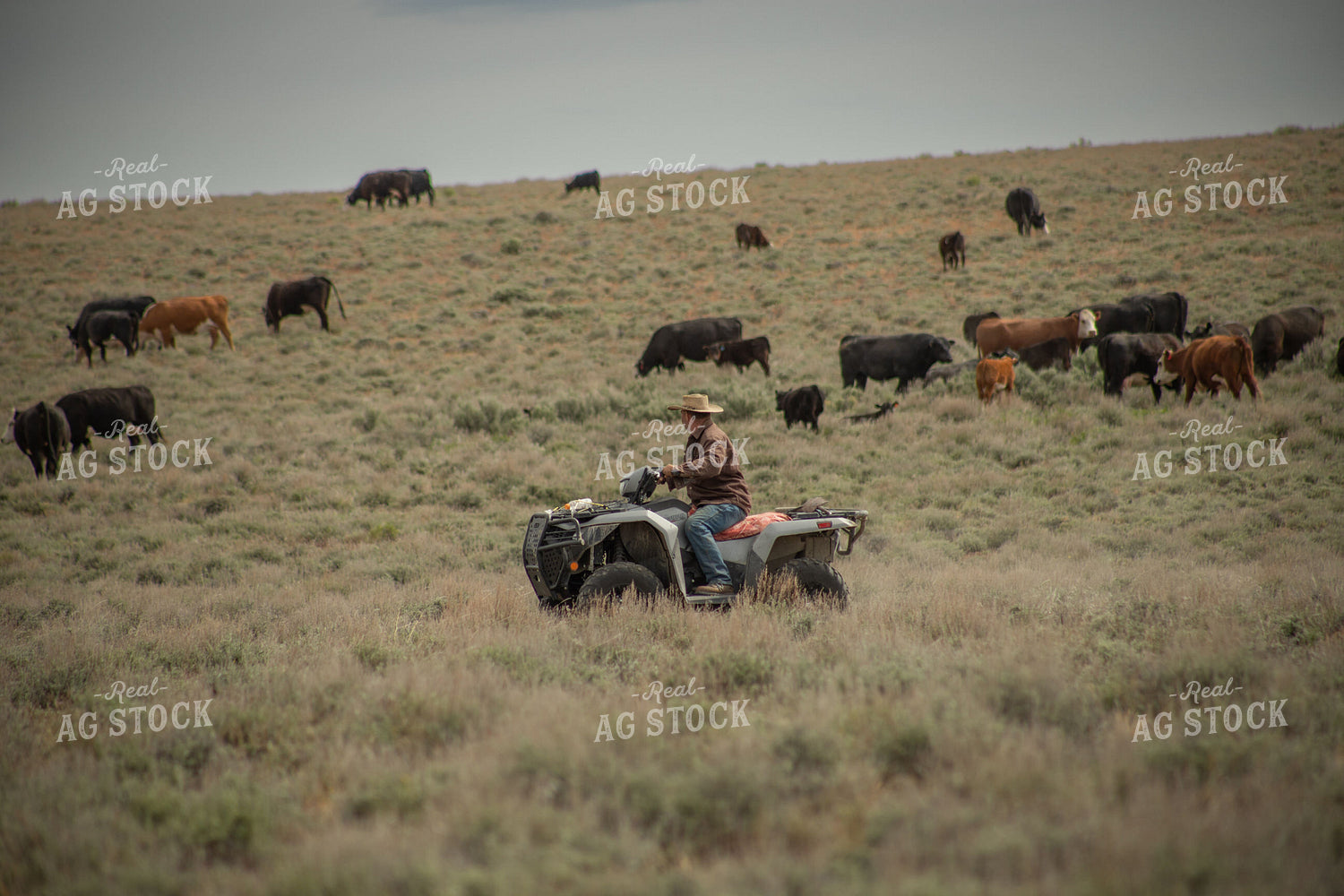 Moving Cattle with Four Wheeler 78230