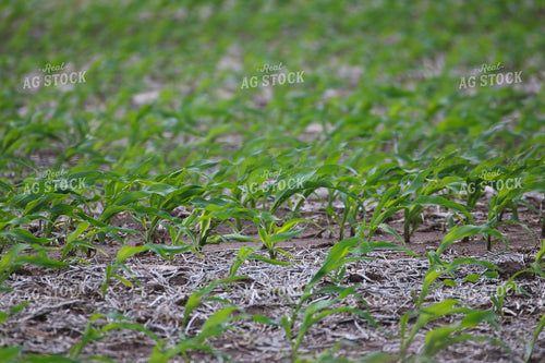 Wind Damaged Early Growth Corn 82531