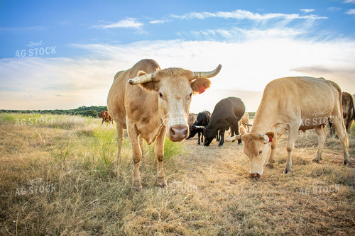 Cattle in Pasture 62002