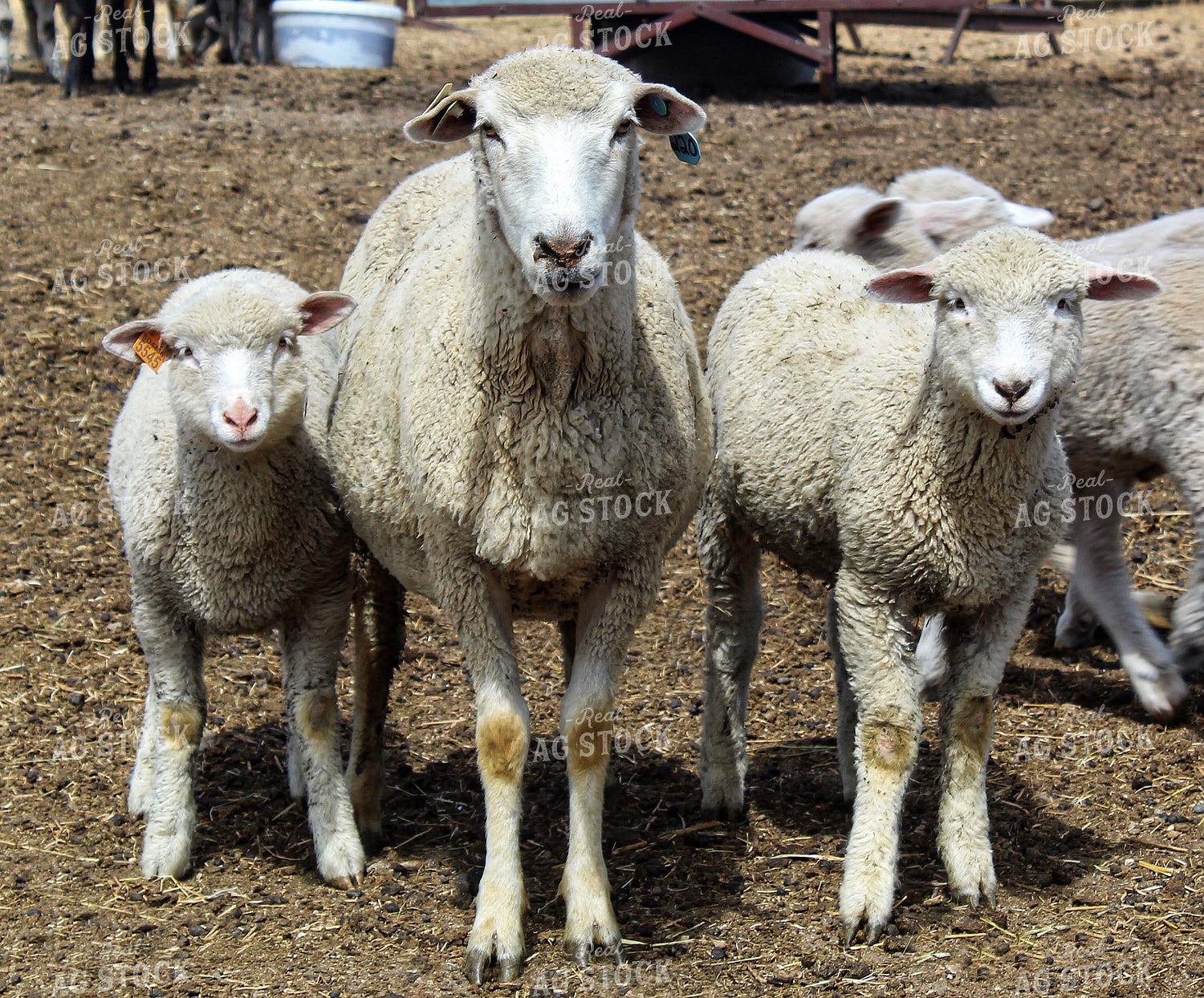 Sheep 141270