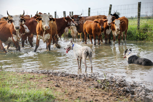 Herding Dog Working Cattle 210013