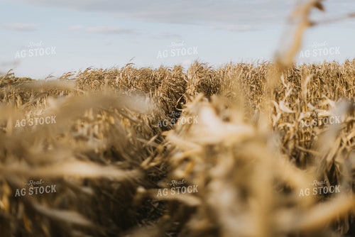 Dried Cornfield 8504