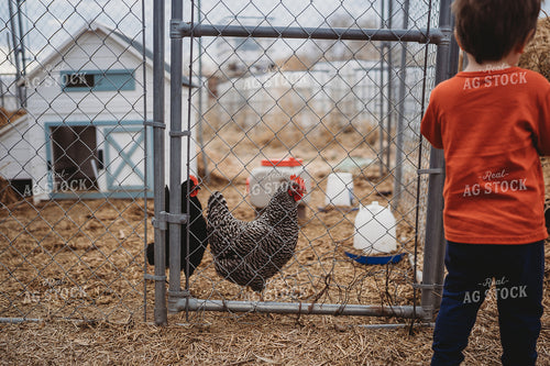 Backyard Chickens 196139