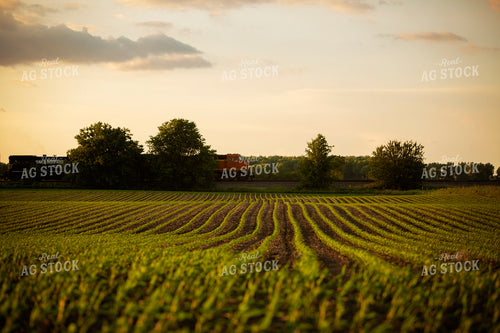 Corn Field with Train 6331