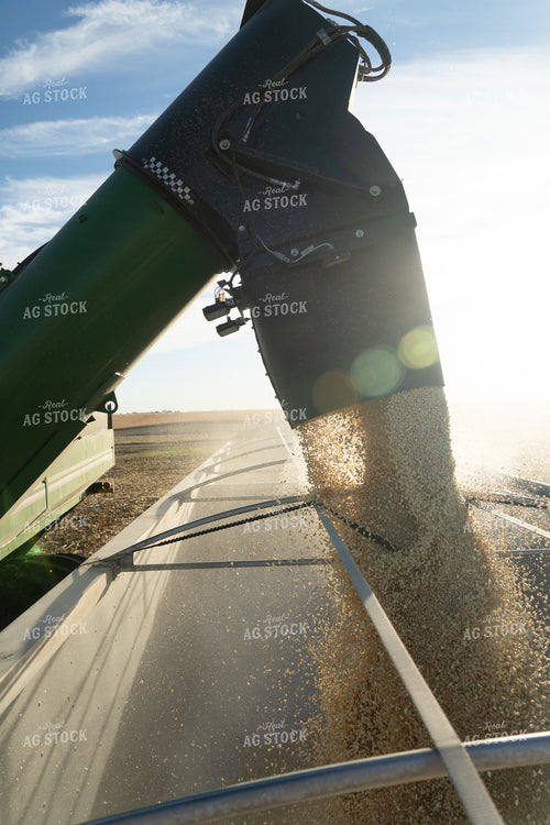 Unloading White Corn onto Semi 65535