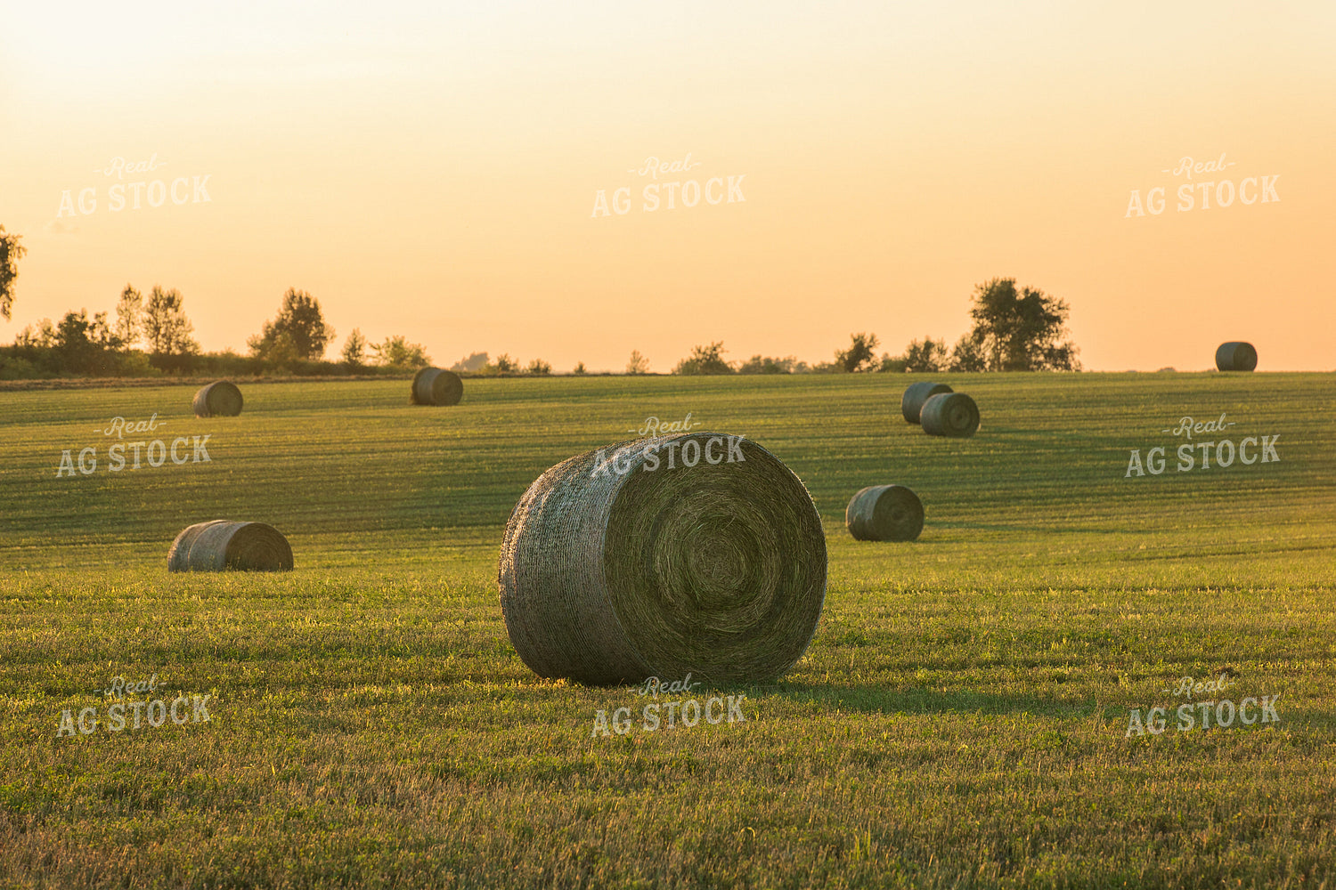 Hay Bales 145029