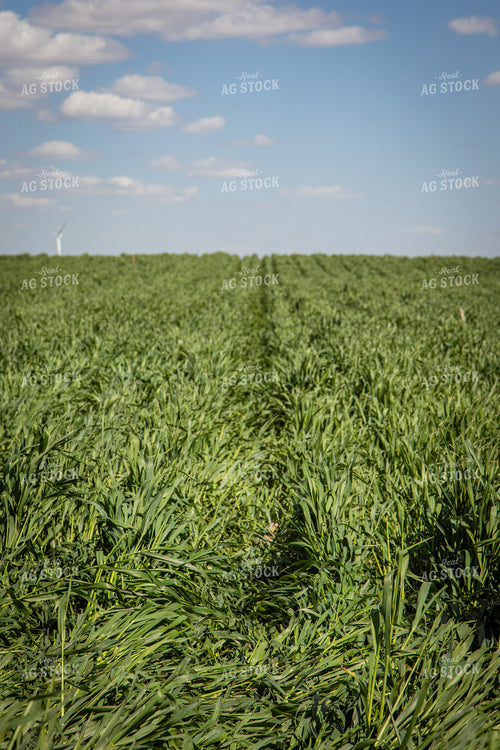 Cover Crops 67695