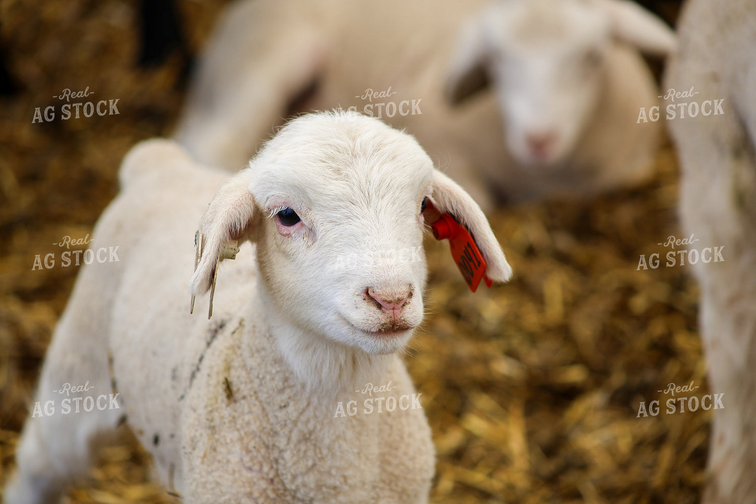 Lamb 84288