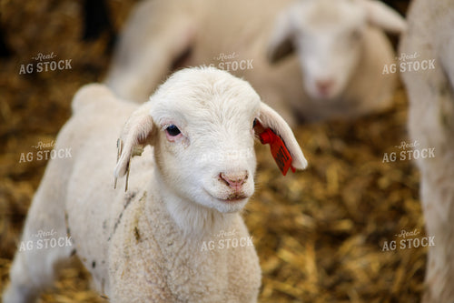 Lamb 84288