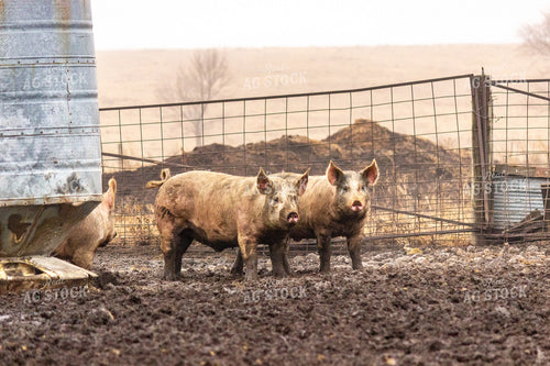 Pigs 155106