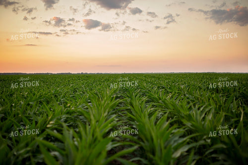Mid-Season Corn 93027