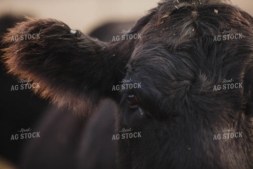 Angus Cow 215036