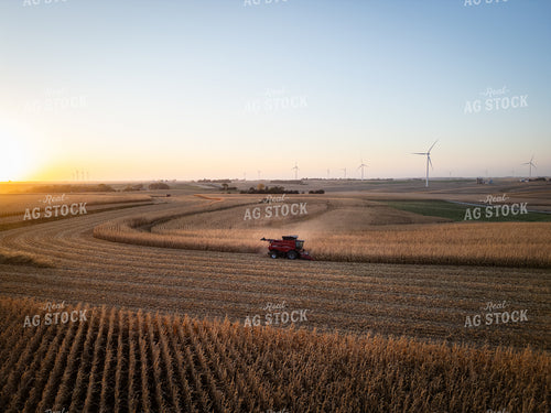 Corn Harvest 67968