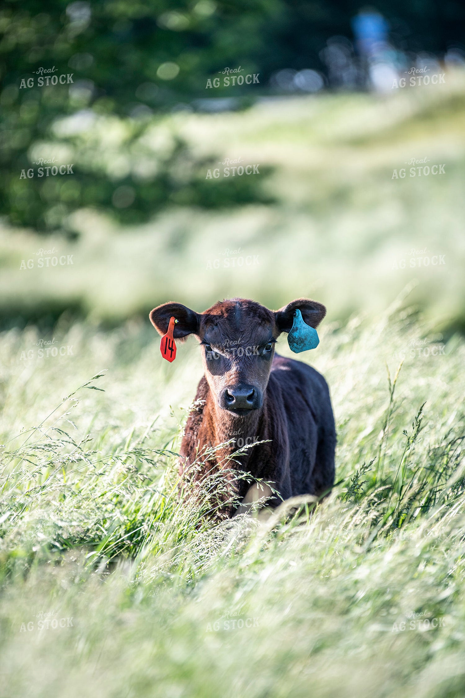 Angus Calf 197018