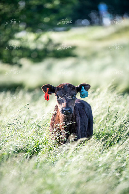 Angus Calf 197018